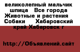 великолепный мальчик шпица - Все города Животные и растения » Собаки   . Хабаровский край,Хабаровск г.